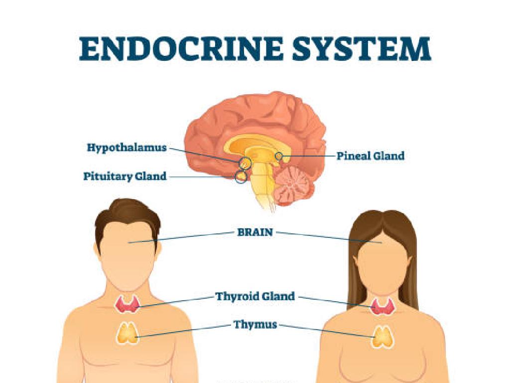 human endocrine system