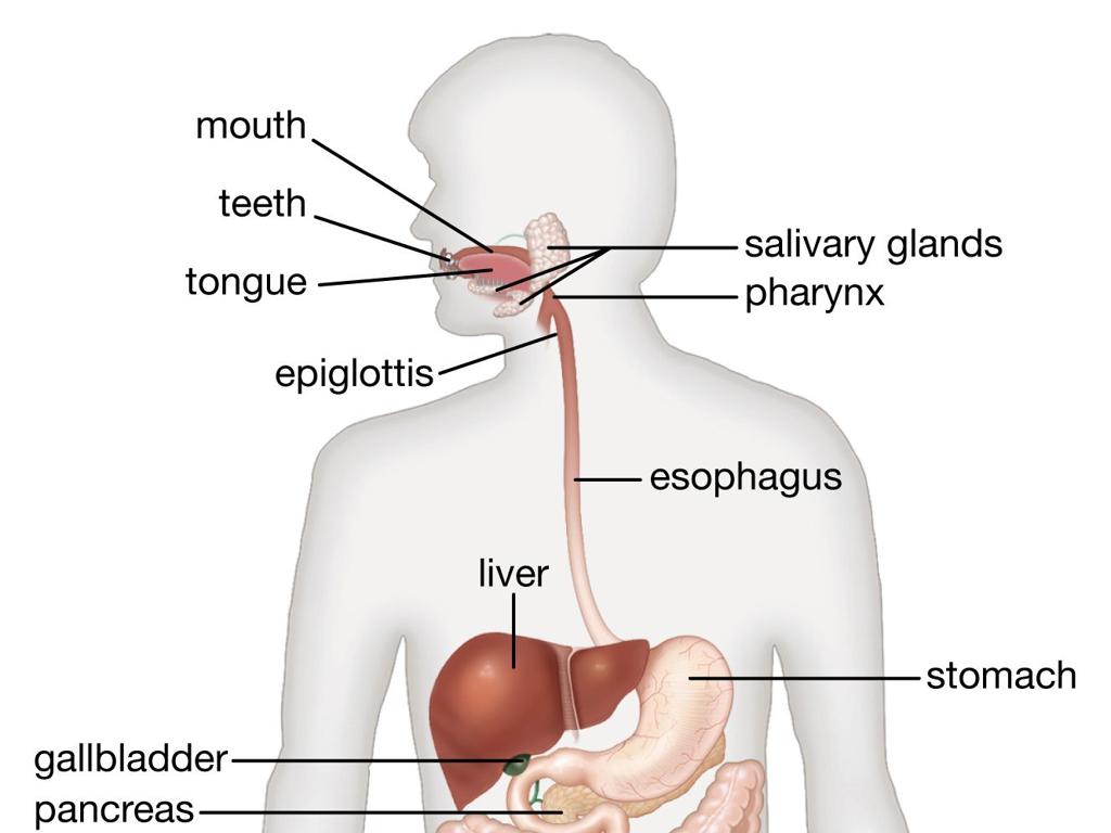 human digestive system