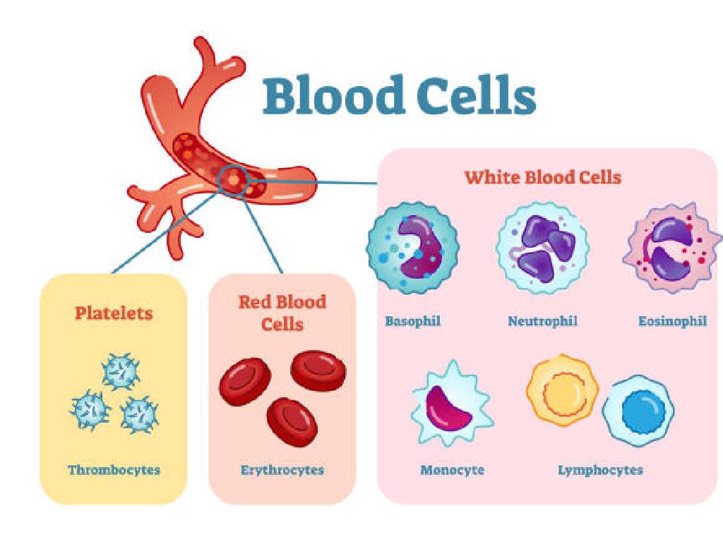 blood cell types