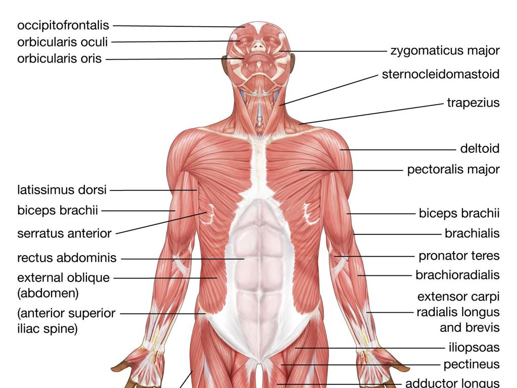 human muscular anatomy