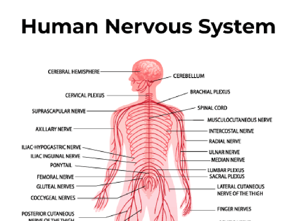 human nervous system