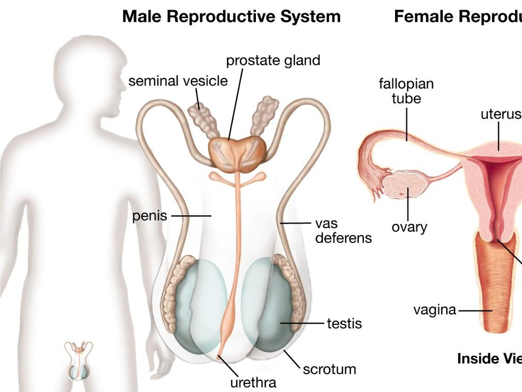 human reproductive systems