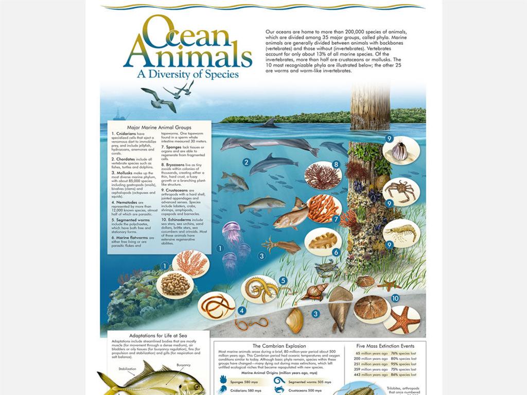 ocean animals illustration