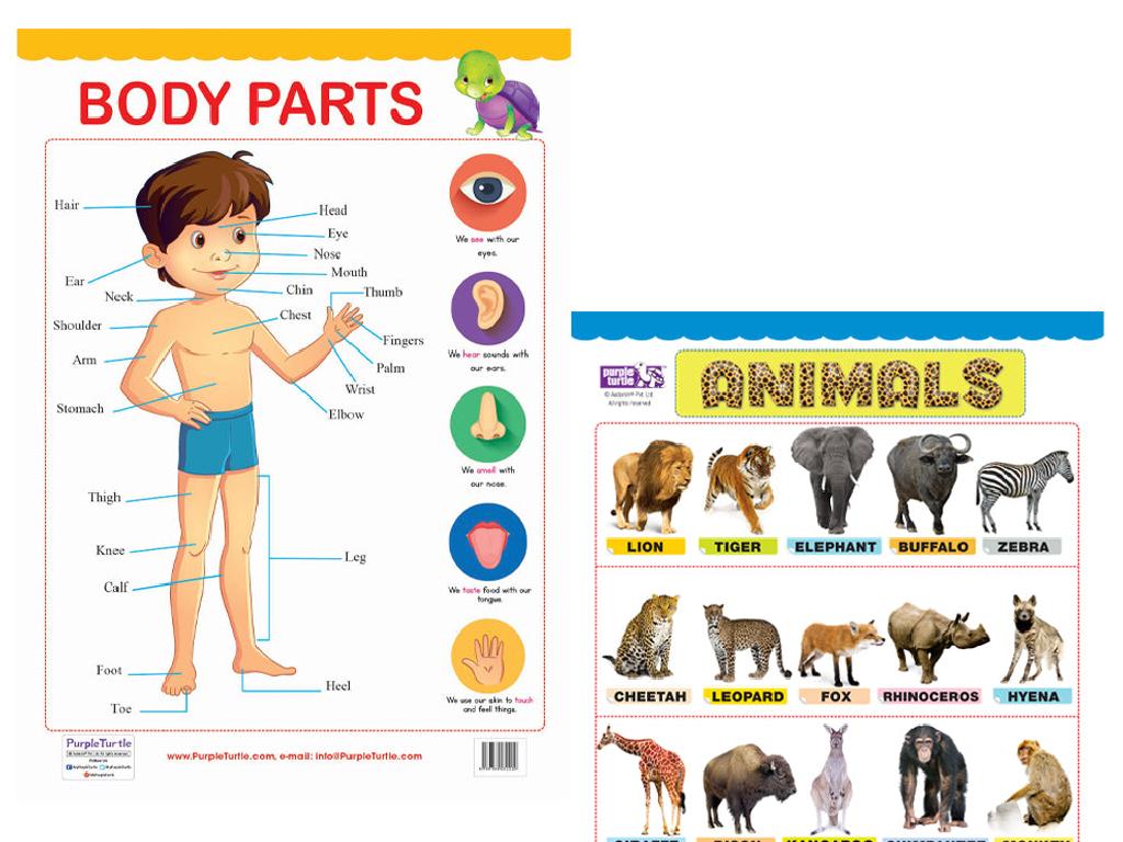 kids animal body parts