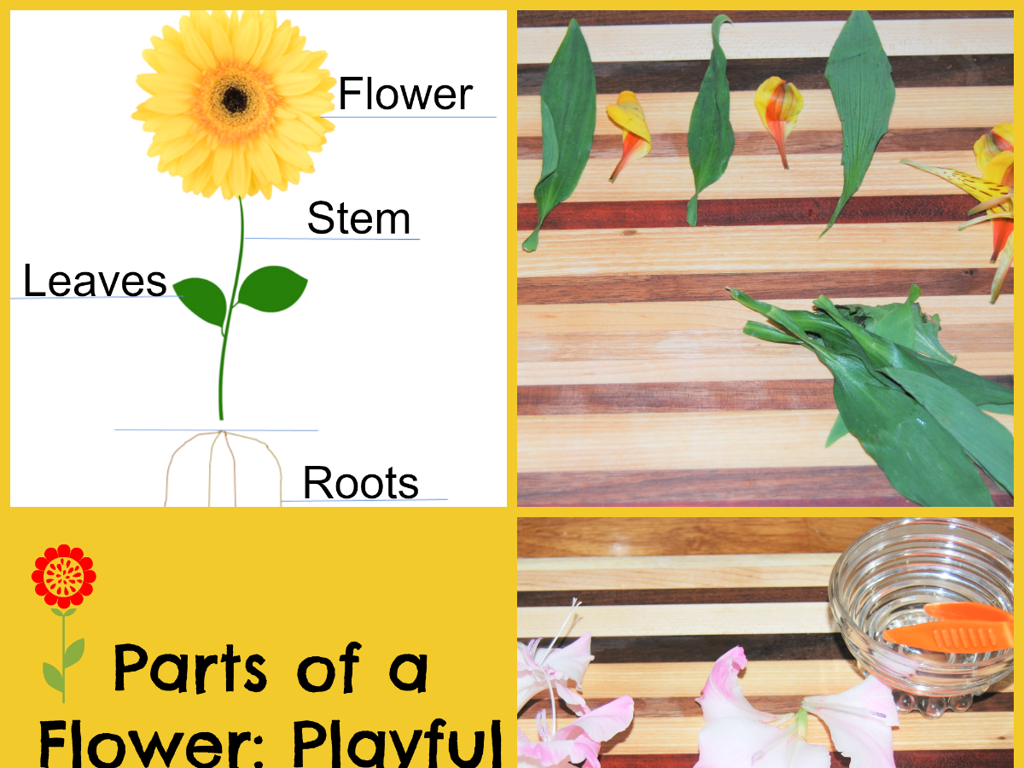 flower parts labels