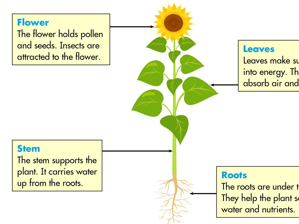 sunflower parts labeled