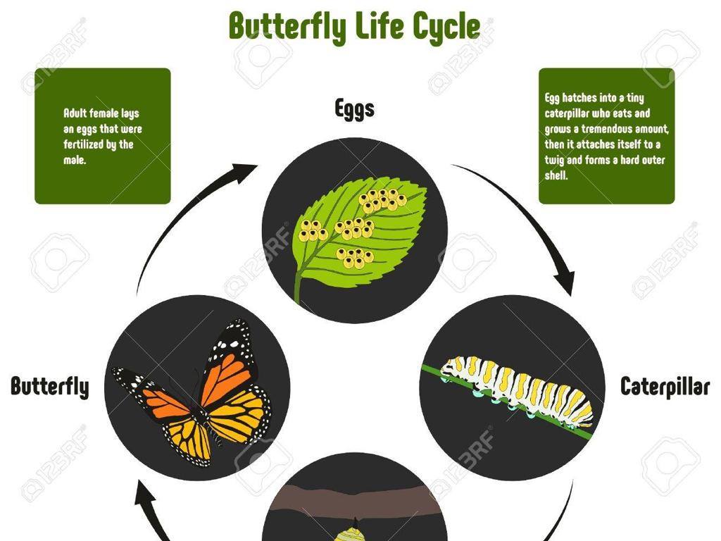 butterfly life cycle stages