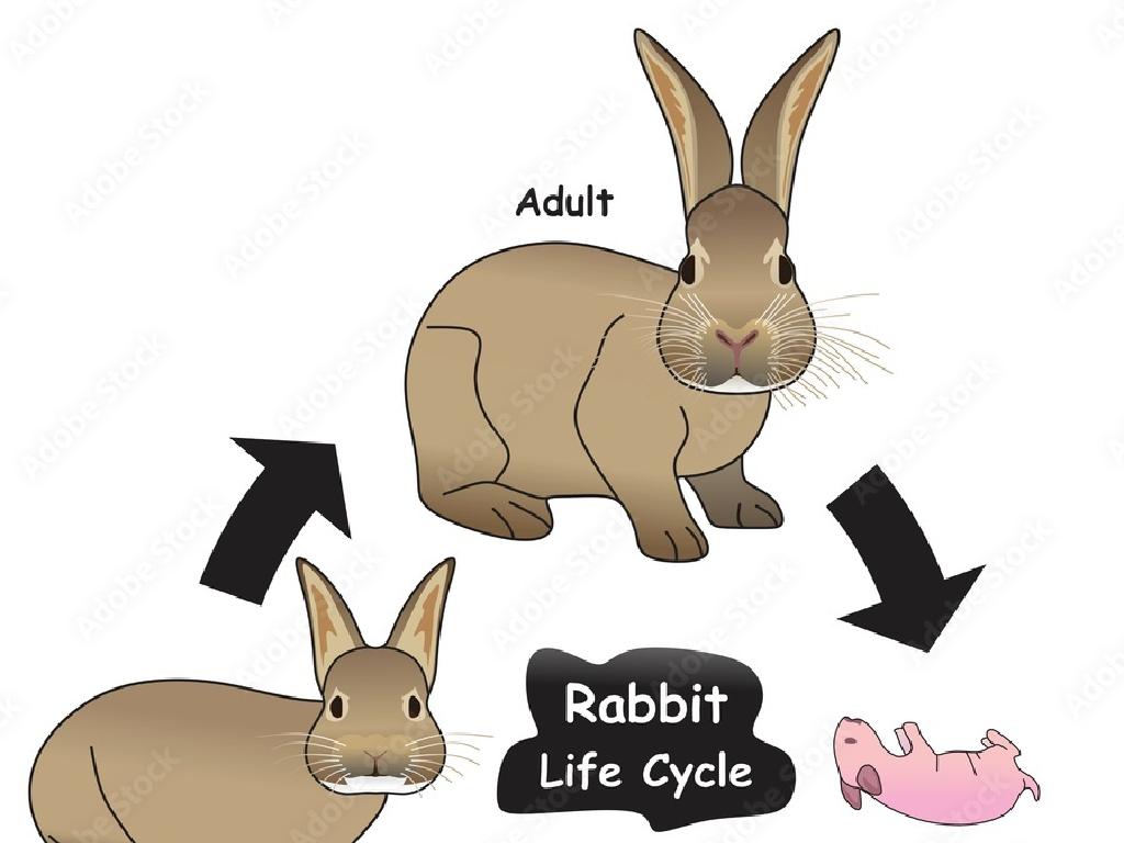 rabbit life cycle