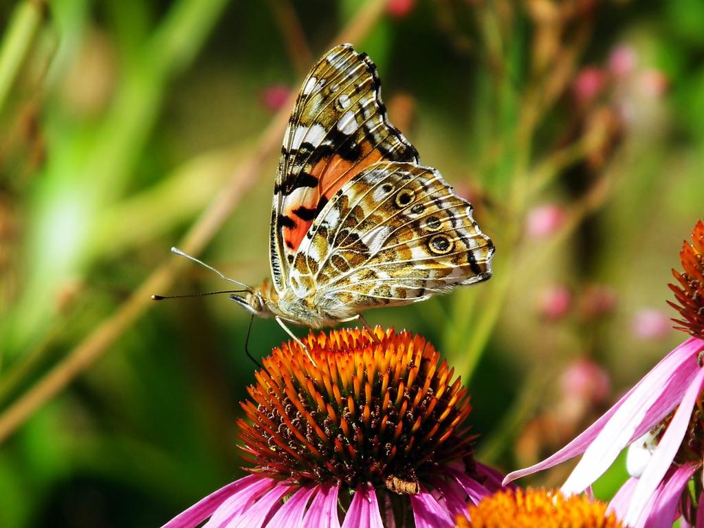 butterfly on orange flower