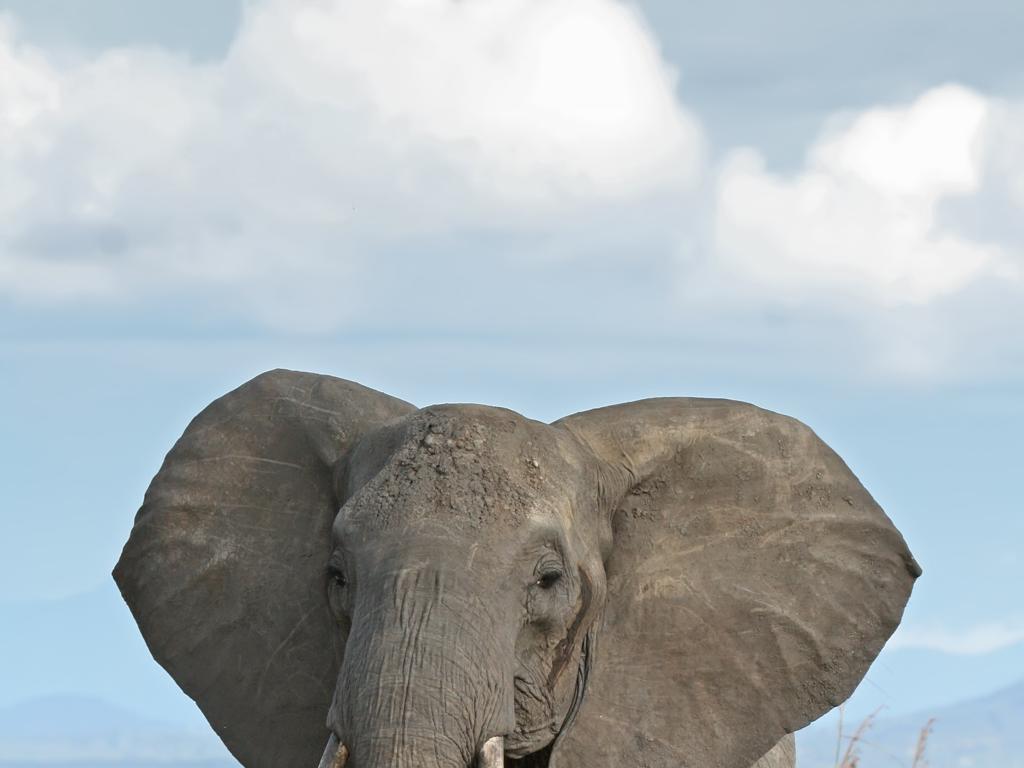 elephant large ears sky