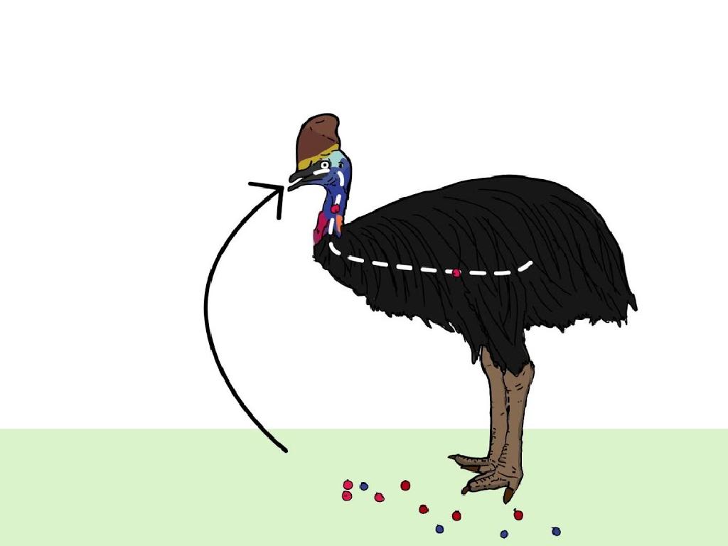 cassowary wearing hat