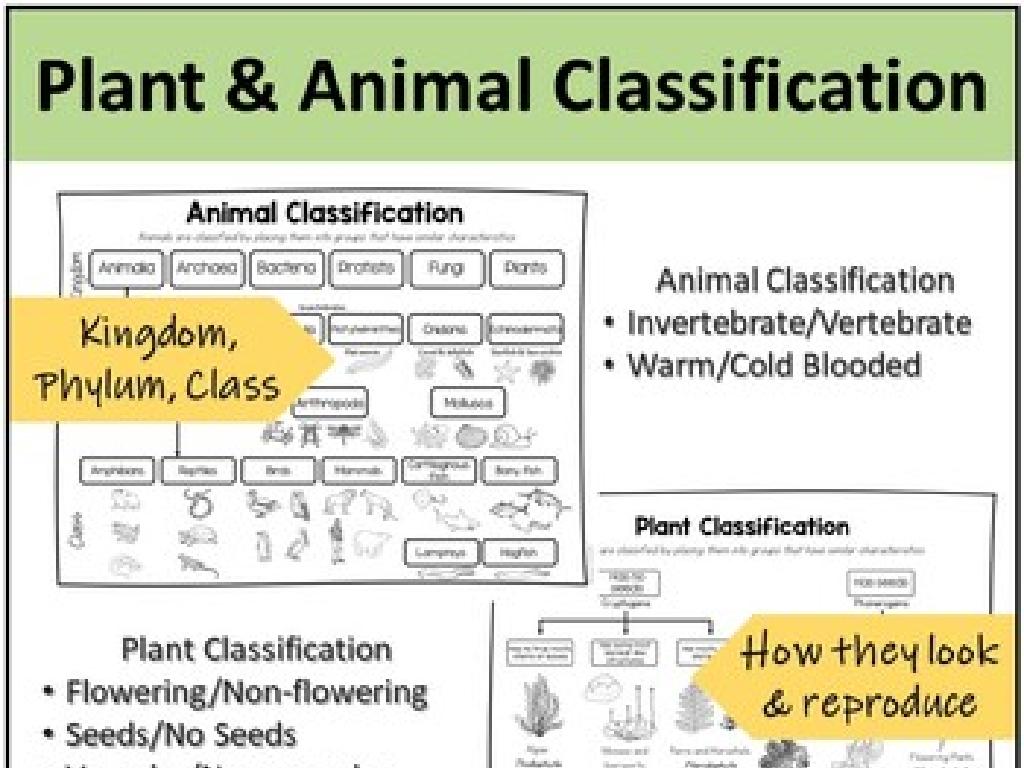 plant animal classification