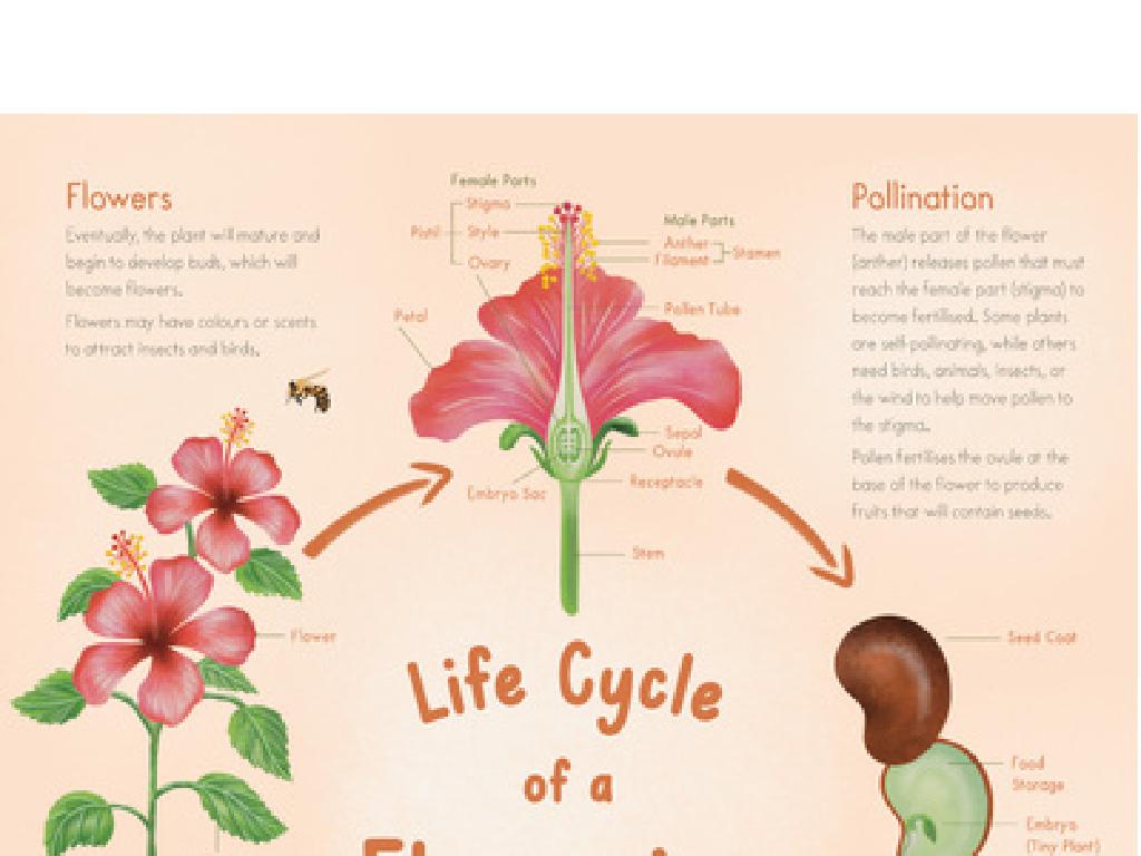 flower life cycle