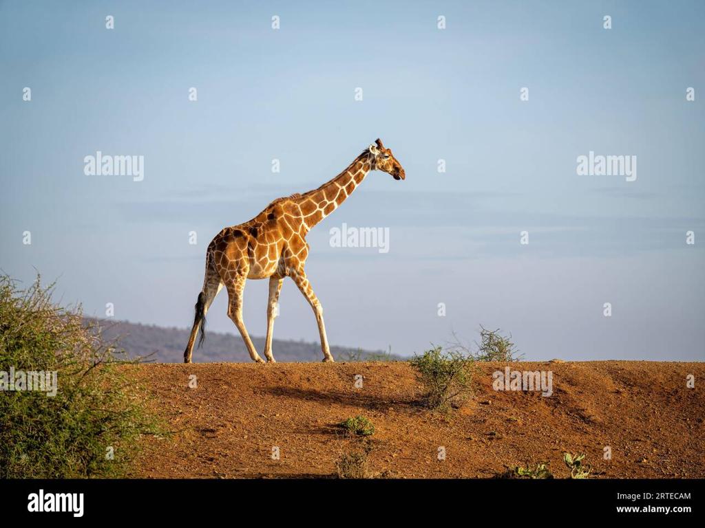 giraffe on dry terrain