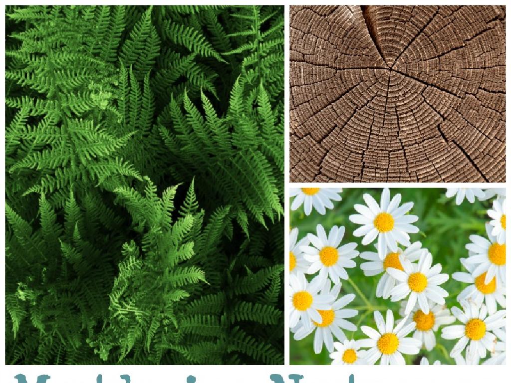 fern tree daisy montage