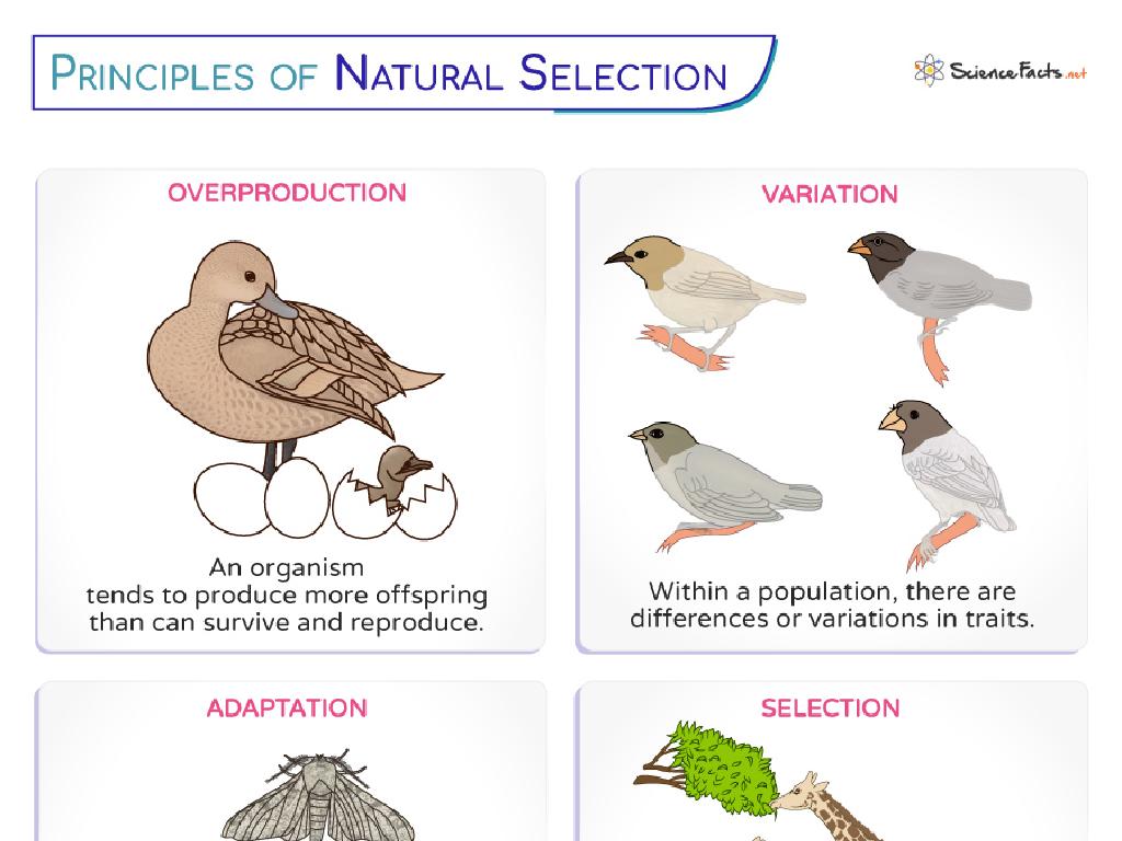 natural selection principles