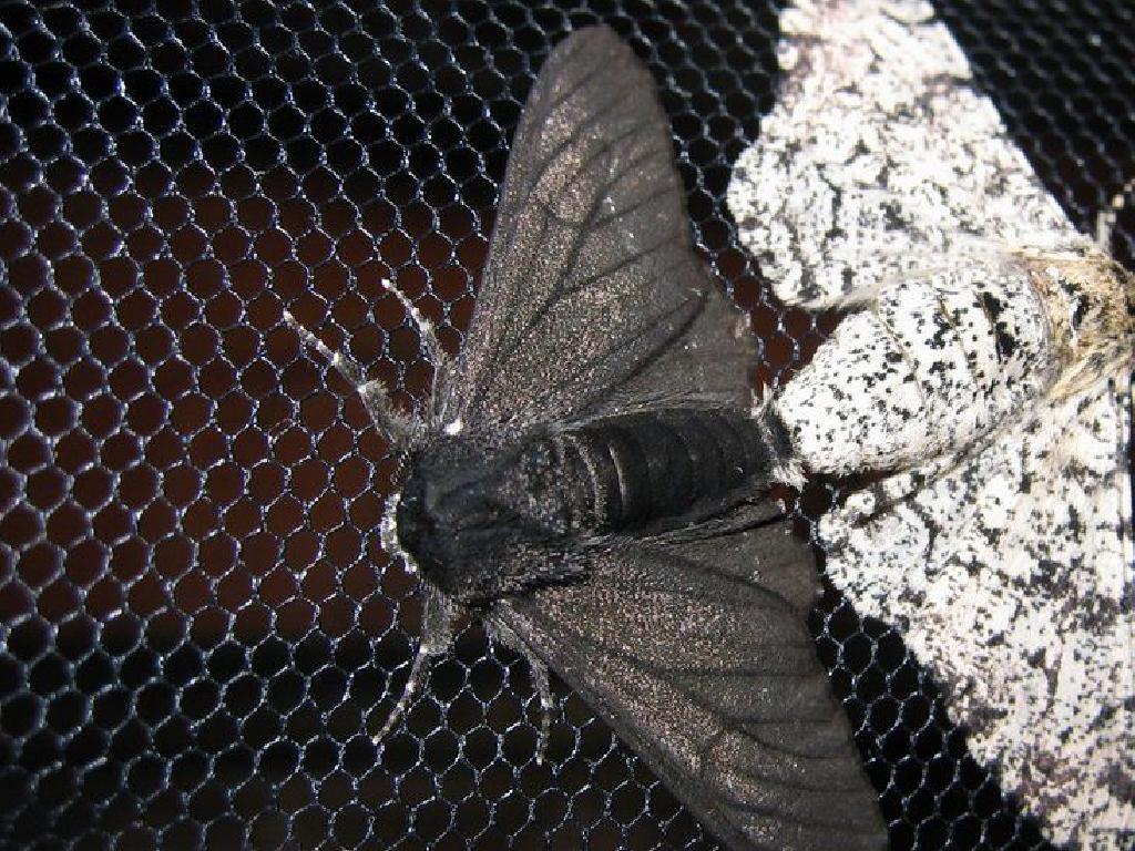 black moth on screen