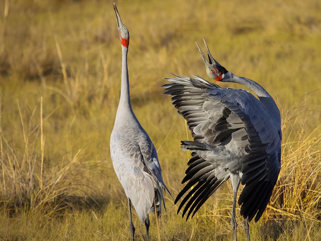 cranes in grassy field