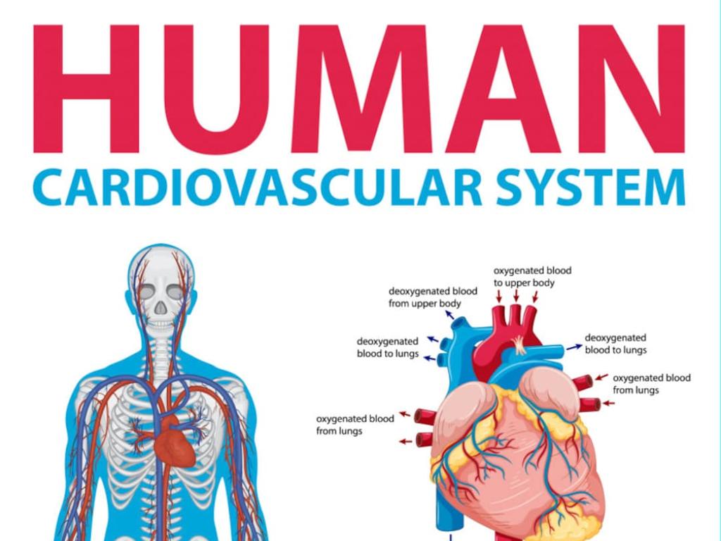 cardiovascular system anatomy