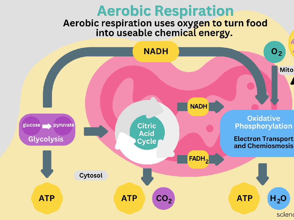 aerobic respiration pathways