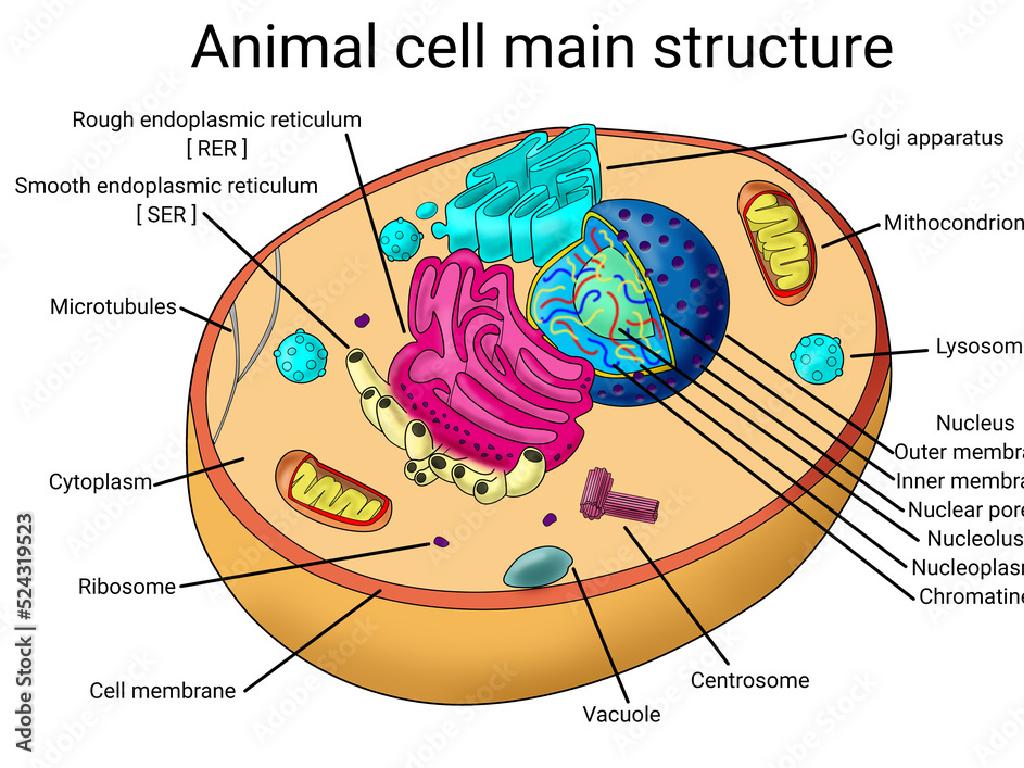 animal cell organelles