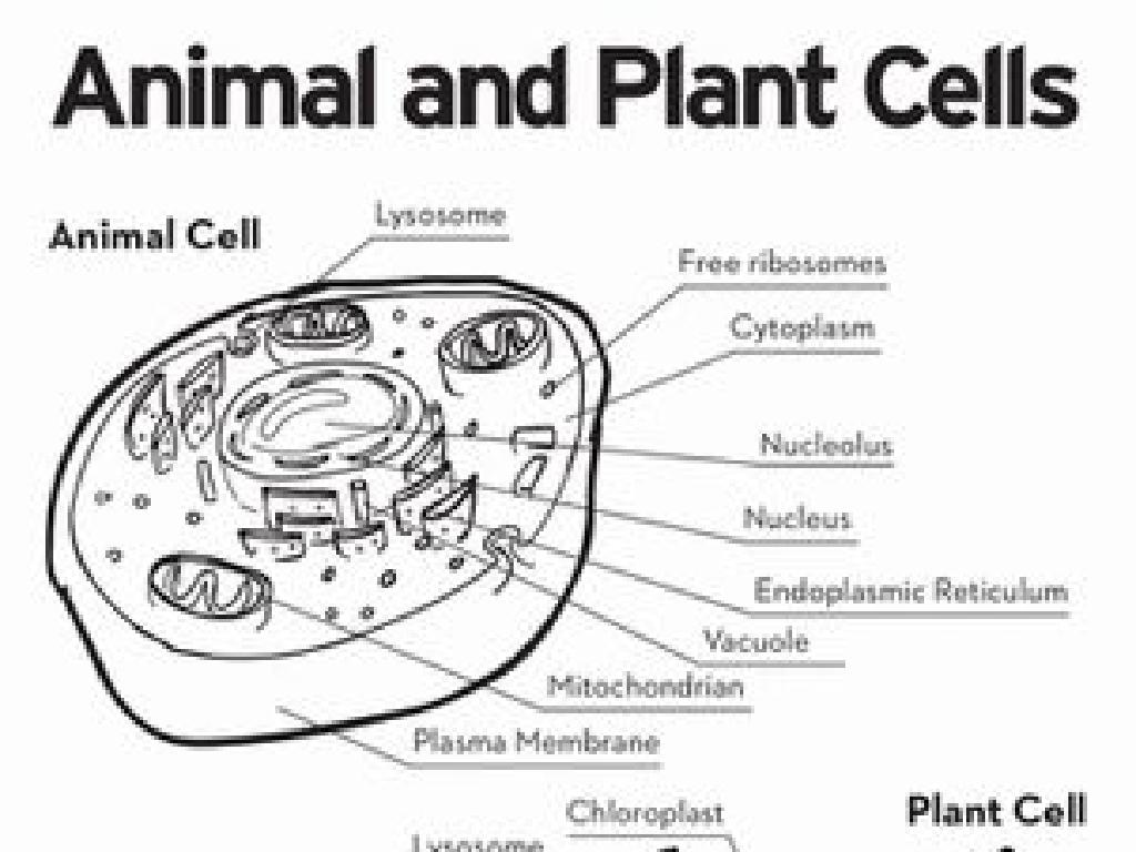 labeled animal plant cells