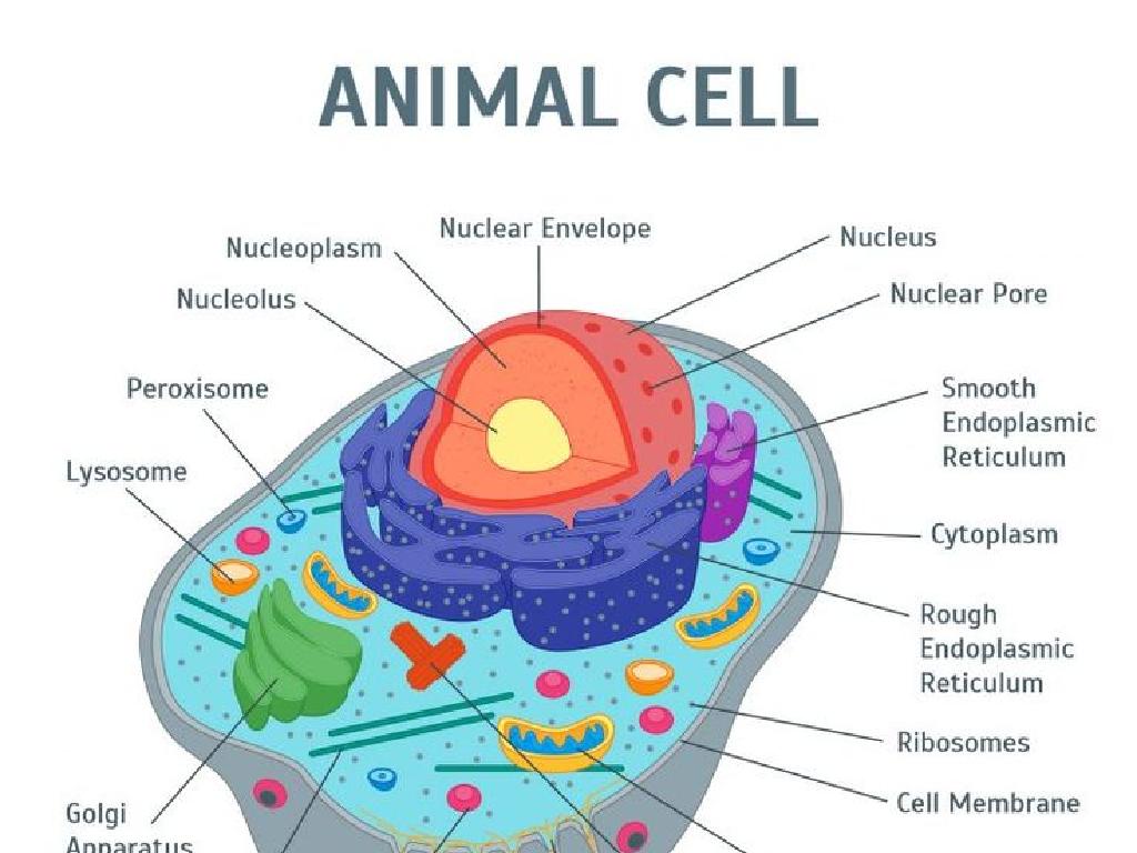 animal cell organelles