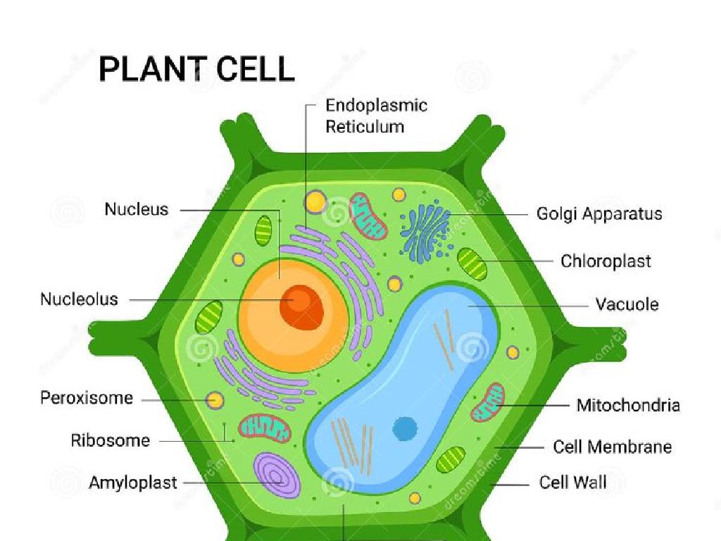 plant cell diagram