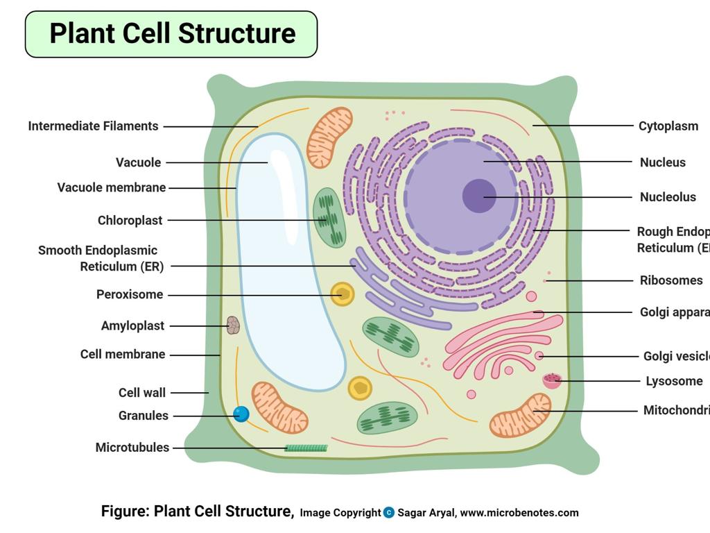 plant cell organelles