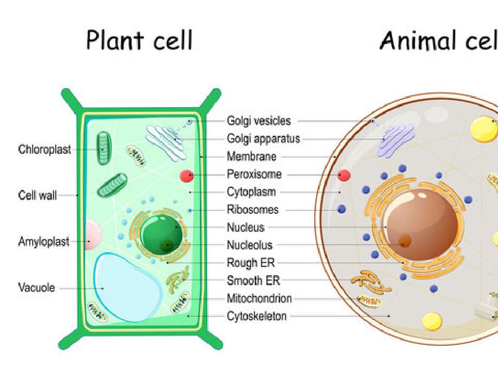 plant animal cell structures