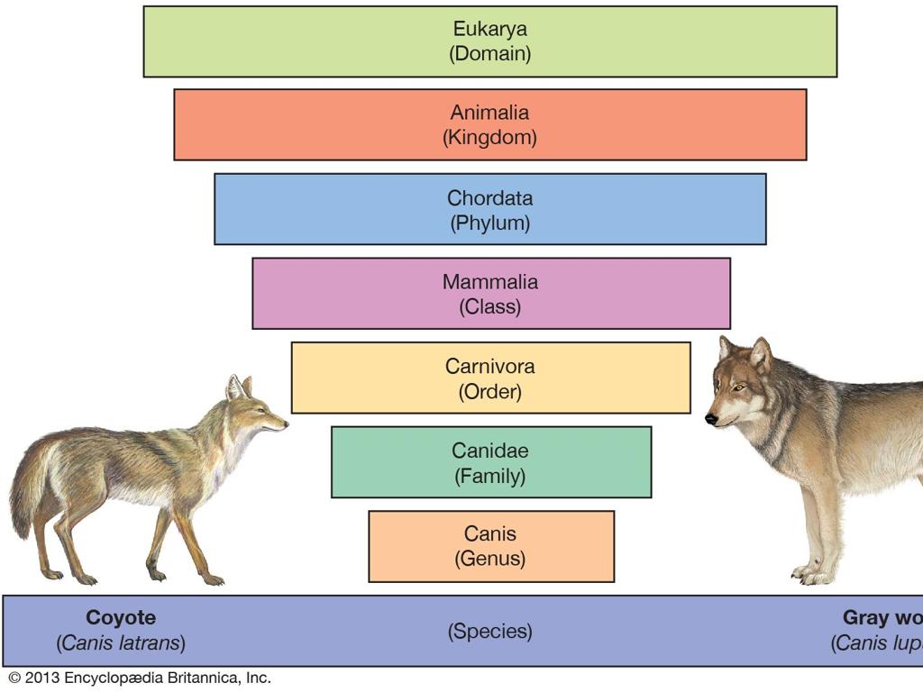 coyote wolf classification