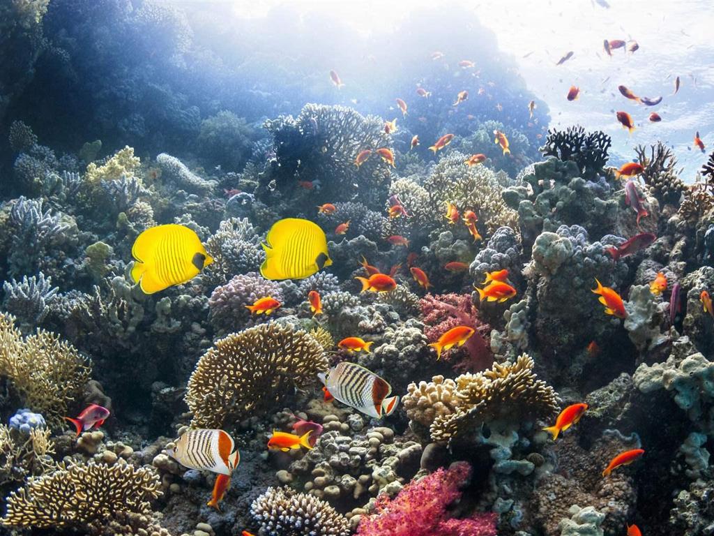 yellow orange coral reef