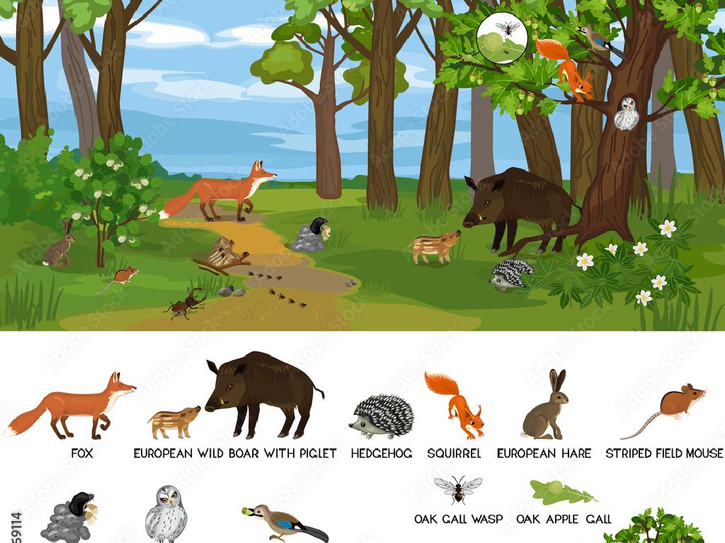 forest animals habitat