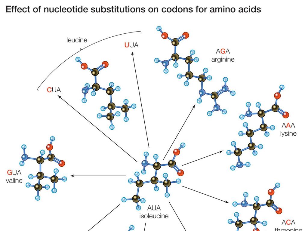 nucleotide substitution impact