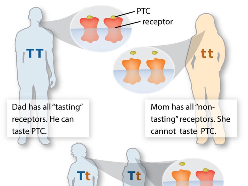 ptc taste inheritance