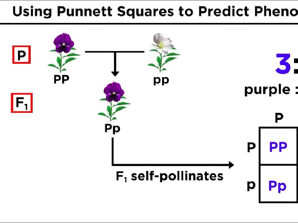 flower color punnett squares