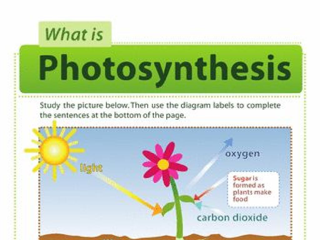 photosynthesis process steps