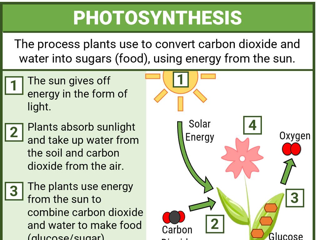 photosynthesis process infographic