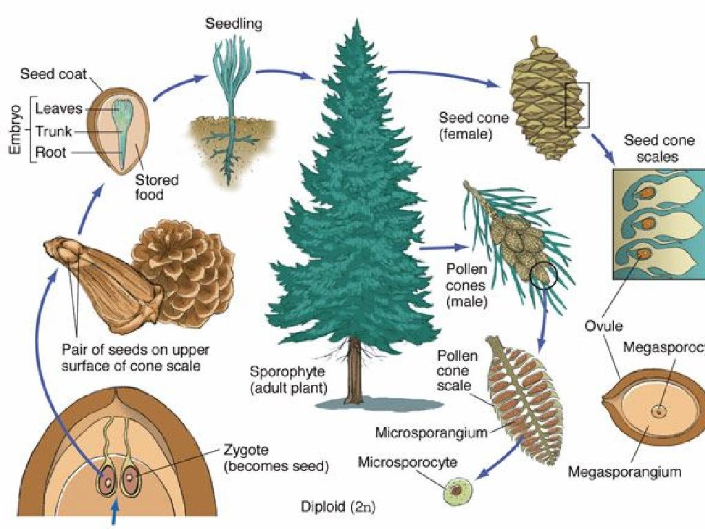 pine tree life cycle