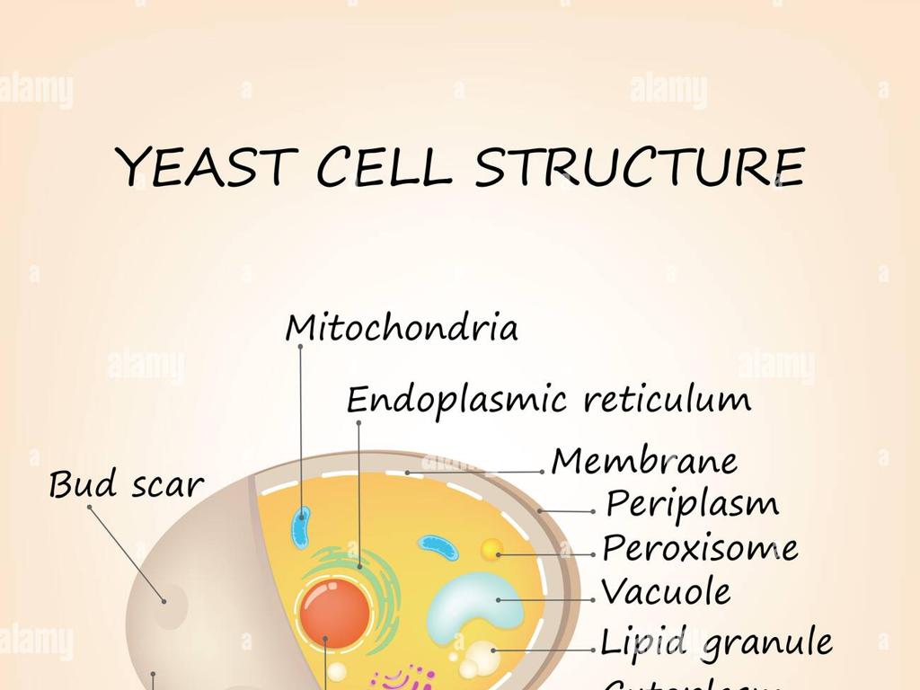 yeast cell organelles