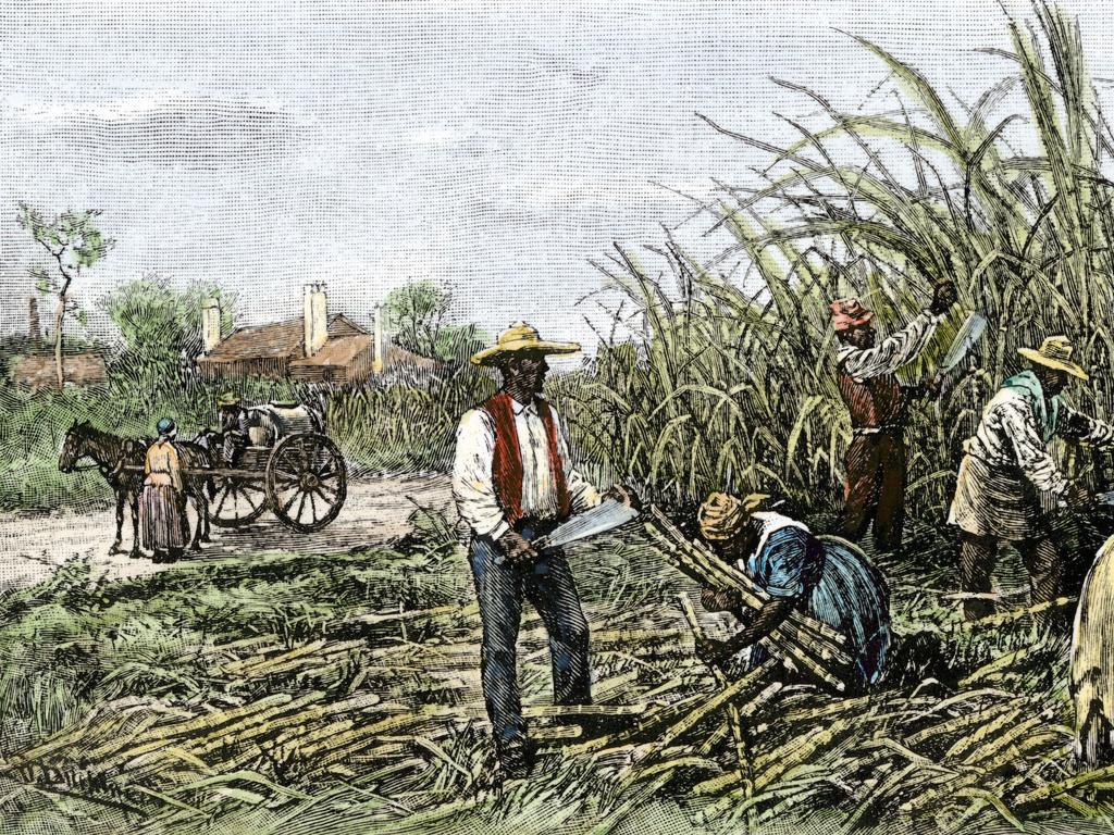 sugar cane harvest