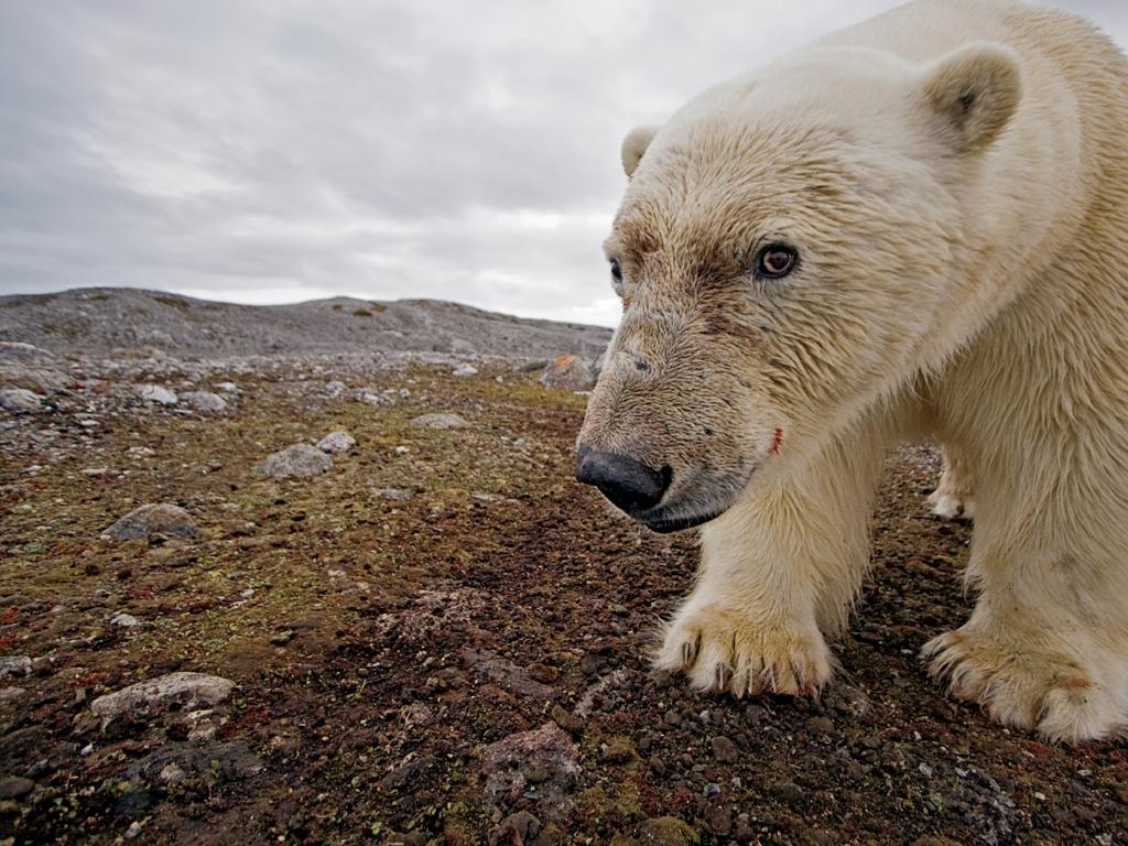 polar bear rocky terrain