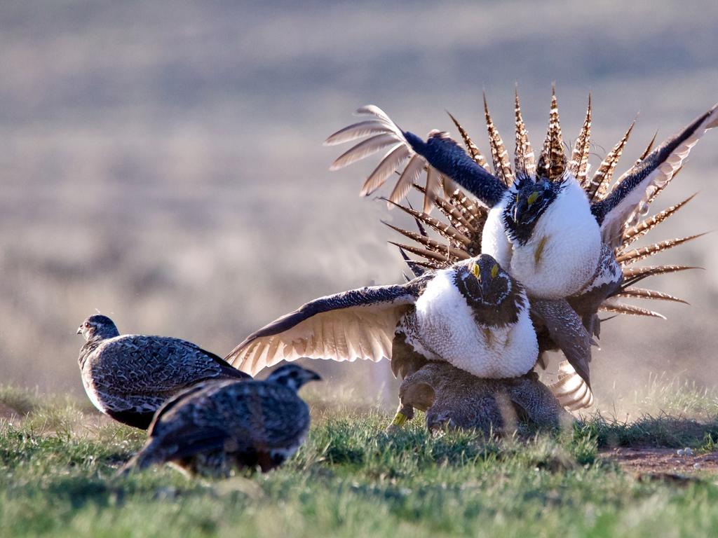 mating dance birds