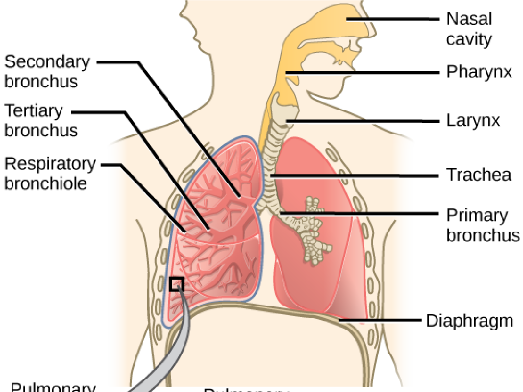 human respiratory anatomy