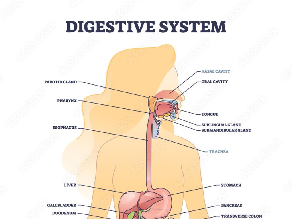 digestive system organs