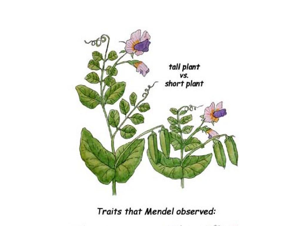 tall short plant comparison