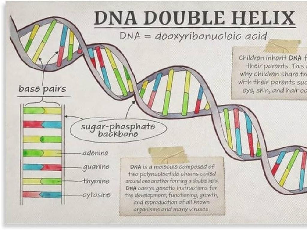 dna double helix