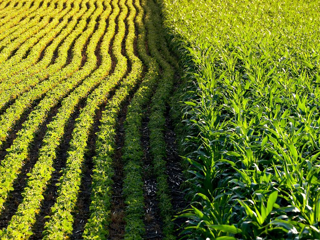 green field crops