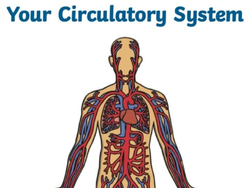 human circulatory system