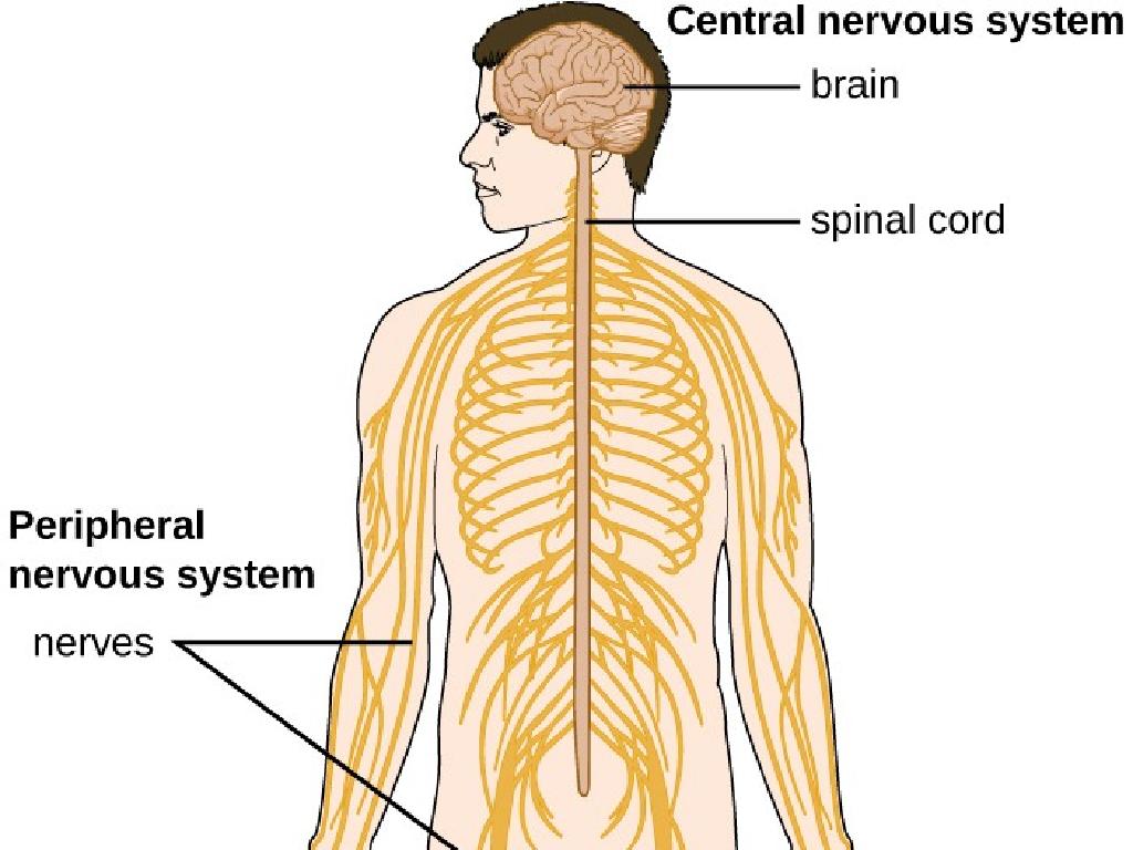 human nervous system